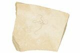 Jurassic Brittle Star Fossil - Solnhofen #256680-1